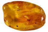 Fossil Jumping Spider (Aranea) In Baltic Amber - Rare #87198-1